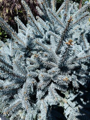 Bonny Blue Blue Spruce - image 1