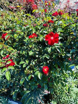 Red Flower Carpet Rose Tree