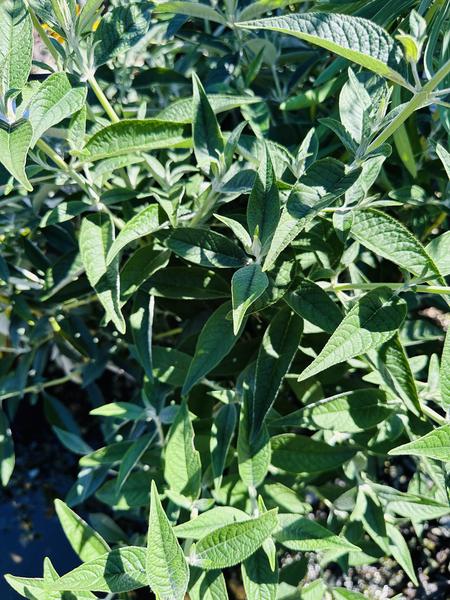 Humdinger Little Angel Butterfly Bush