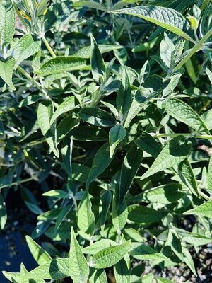 Humdinger Little Angel Butterfly Bush