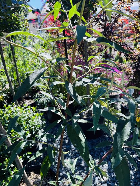 Dubonnet Butterfly Bush