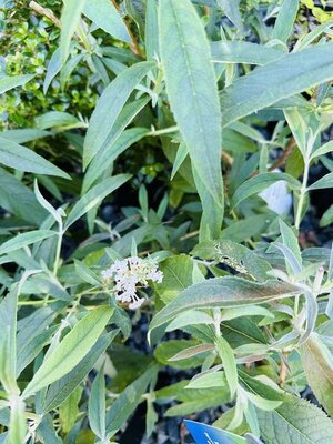 White Bouquet Butterfly Bush