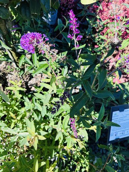 Petite Plum Dwarf Butterfly Bush