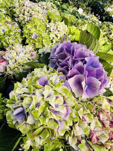 Vibrant Verde Mophead Hydrangea