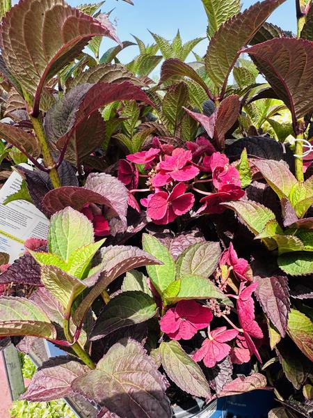 Pink Dynamo Reblooming Mountain Hydrangea