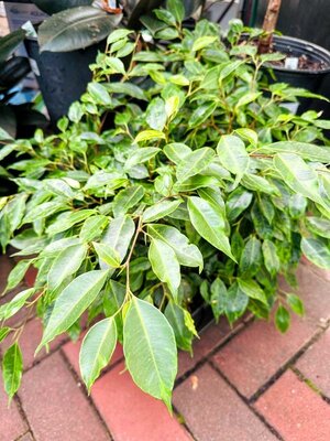 Variegated Weeping Fig