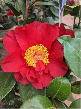 Bob Hope Camellia - image 3