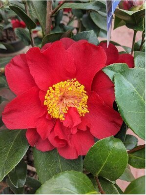 Bob Hope Camellia - image 2