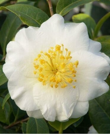 Silver Waves Camellia - image 1