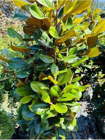 Teddy Bear Southern Magnolia - image 1