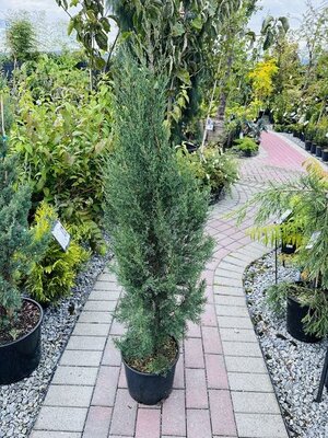 Blue Italian Cypress - image 2