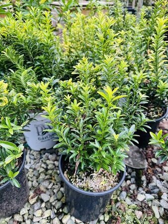 Gold-Edged Box-Leaf Euonymus