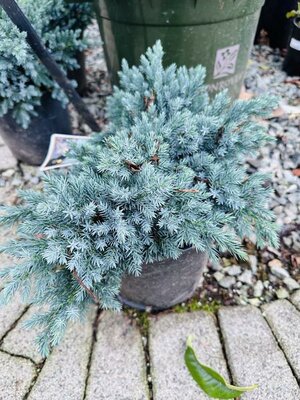 Blue Star Juniper - image 2