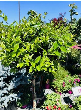 Waxleaf Privet Patio Tree - image 1