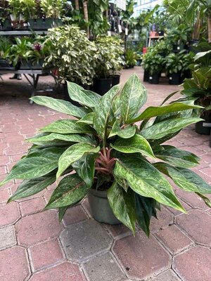 Chinese Evergreen Amelia Lane - image 2