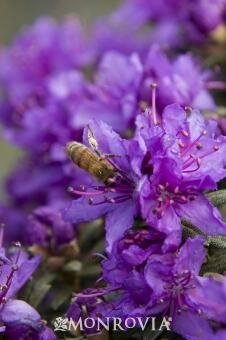 Impeditum Rhodo