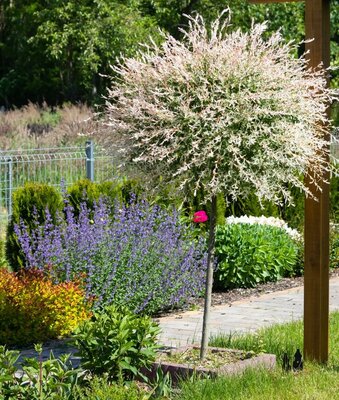 Japanese Dappled Willow (Tree Form) - image 2