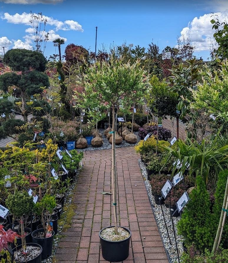 Japanese Dappled Willow (Tree Form) - Triple Tree Nurseryland