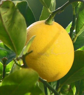 Improved Meyer Lemon - image 2