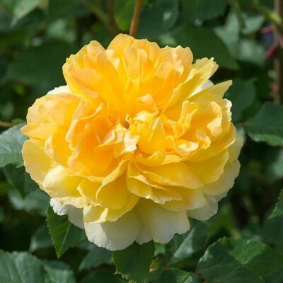 Molineux David Austin Rose