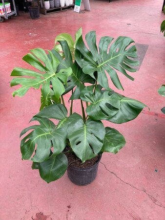 Swiss Cheese Monstera Plant