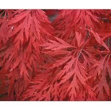 Orangeola Weeping Japanese Maple Tree - image 2