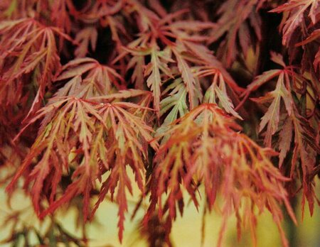 Orangeola Weeping Japanese Maple Tree - image 1