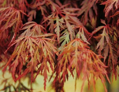 Orangeola Weeping Japanese Maple Tree - image 1