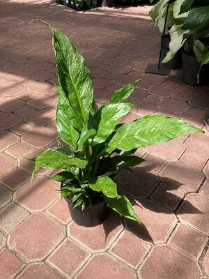 Peace Lily Domino - image 1