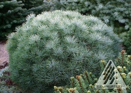 Sea Urchin White Pine