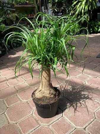 Ponytail Palm