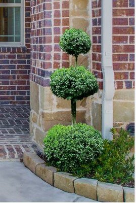 Poodle Topiary Hinoki Cypress 7-8' - image 2