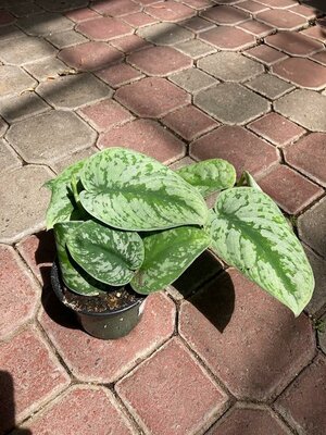 Pothos Satin/Silvery Ann - image 1