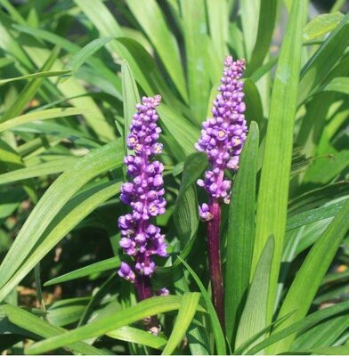 Purple Explosion Lilyturf - image 3