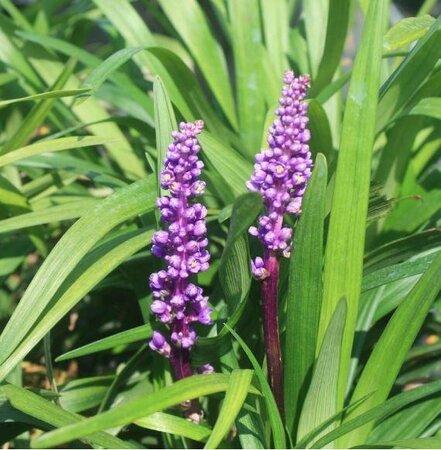 Purple Explosion Lilyturf - image 1