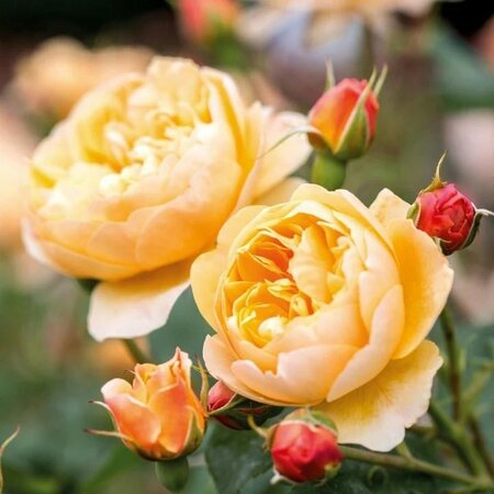 Roald Dahl David Austin Rose