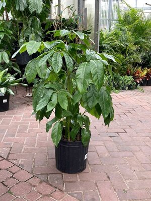 Schefflera Amante