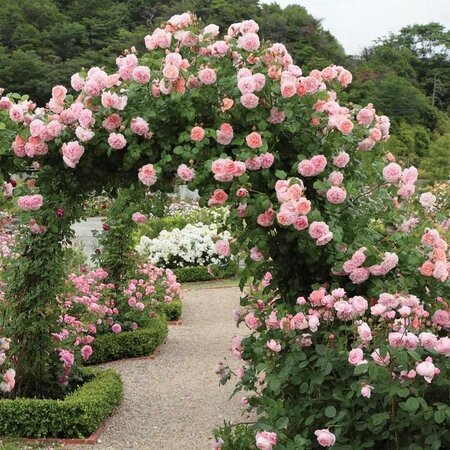 Strawberry Hill David Austin Rose