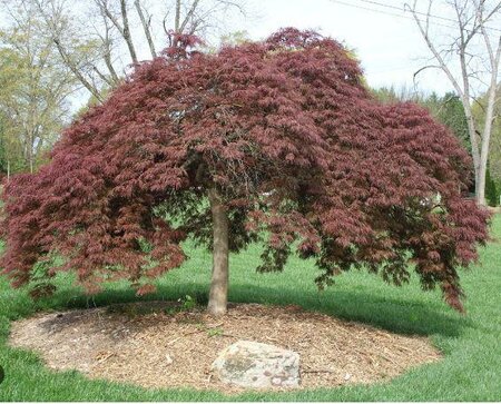 Tamuke Yama 7' Japanese Maple - image 4