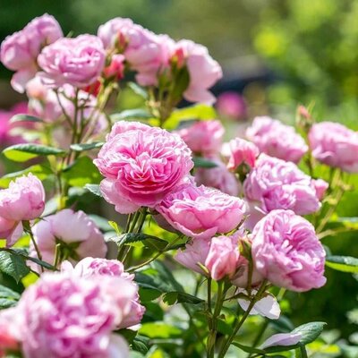 The Ancient Mariner David Austin Rose