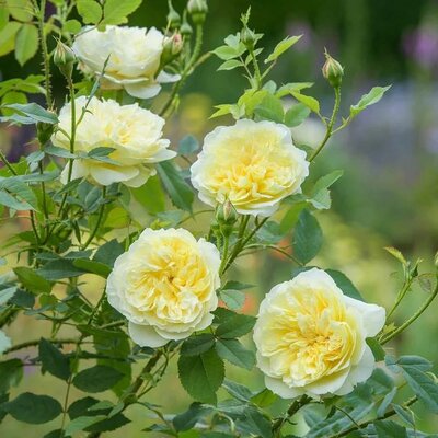 The Country Parson David Austin Rose