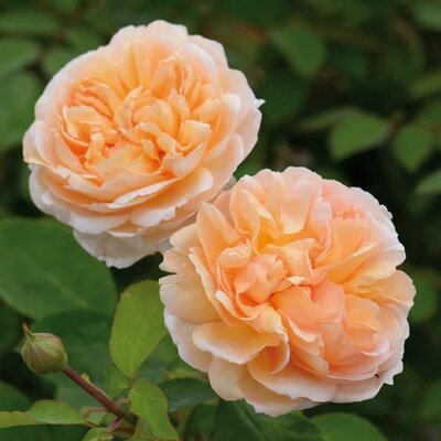 The Lady Gardener David Austin Rose