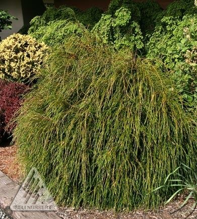 Whipcord Cedar Tree Form - Triple Tree Nurseryland