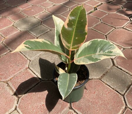 Rubber Plant Tineke - image 1