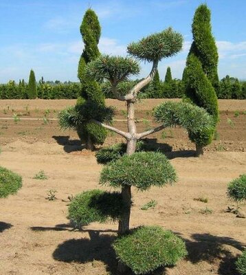 Topiary Scotch Pine - image 3