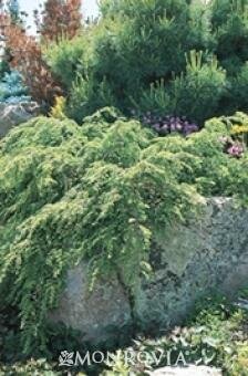 Weeping Canadian Hemlock - image 1