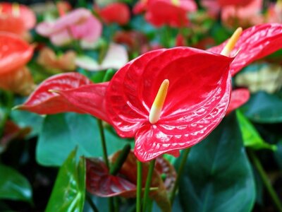 Anthurium