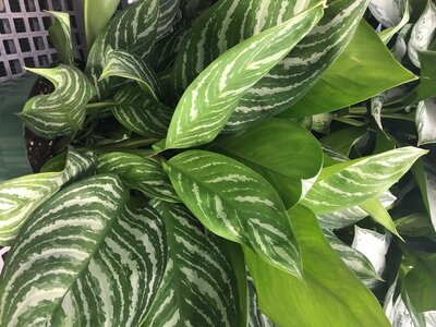 Chinese Evergreen Stripes