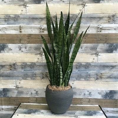 Snake Plant Zeylanica