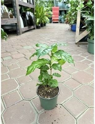 Coffee Plant